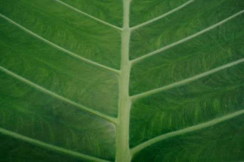 A Macro Shot of a Green Leaf