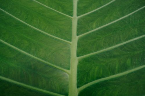 Free Detailed macro shot of a green leaf highlighting the midrib and vein patterns. Stock Photo