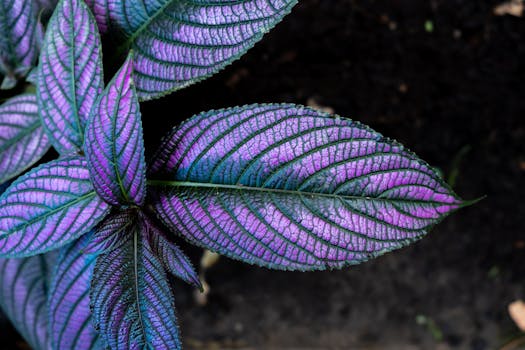 Close-up of a vibrant Persian Shield leaf showcasing its iridescent purple and green patterns.