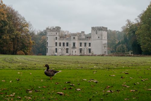 Free Historic Bouchout Castle in Belgium with a serene goose and autumn foliage. Stock Photo