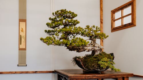 ağaç, ahşap masa, bitki örtüsü içeren Ücretsiz stok fotoğraf