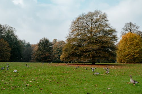 Darmowe zdjęcie z galerii z białe chmury, drzewa, gołębie