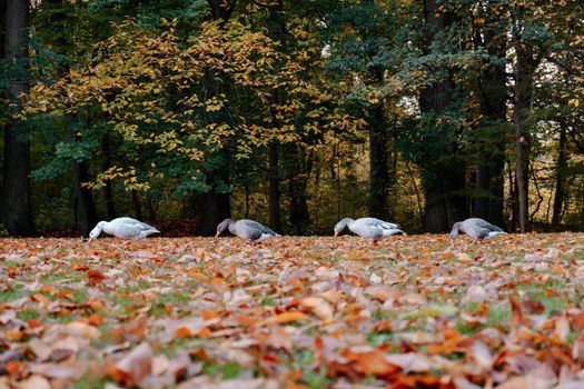 White and Gray Animal on Brown Dried Leaves
