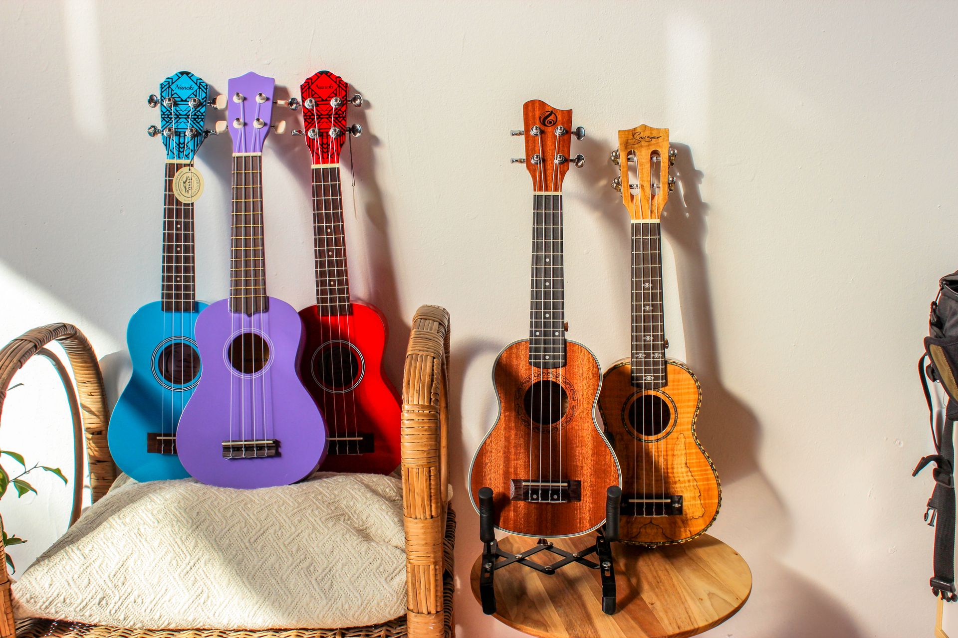A variety of colorful ukuleles displayed on wicker and wooden chairs in a sunlit room.