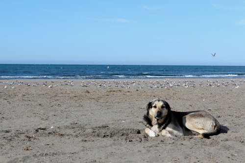 Dog Lying on Shore