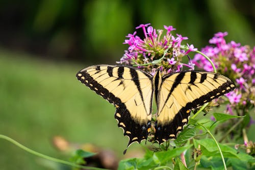 Free A Swallowtail Butterfly on Purple Flowers Stock Photo