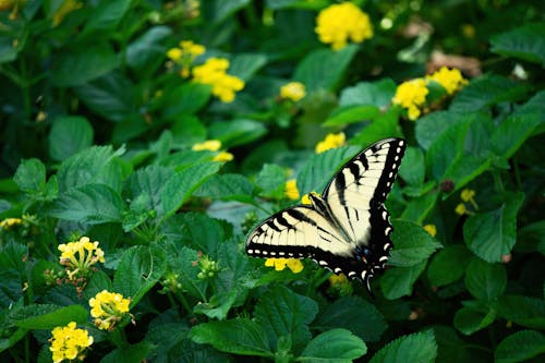 Free A Butterfly Perched on Green Leaves Stock Photo