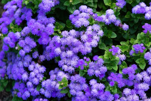 Ingyenes stockfotó ageratum kék nyérc, lila virágok, növényvilág témában