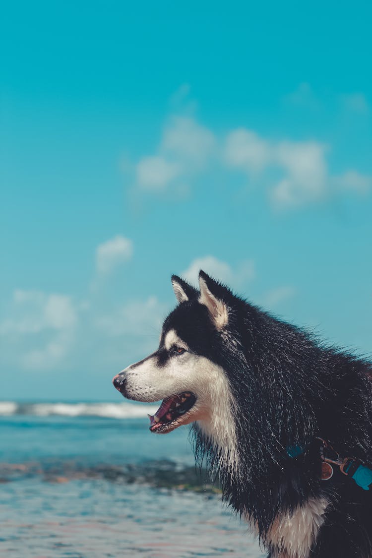 Dog In Close Up Photography