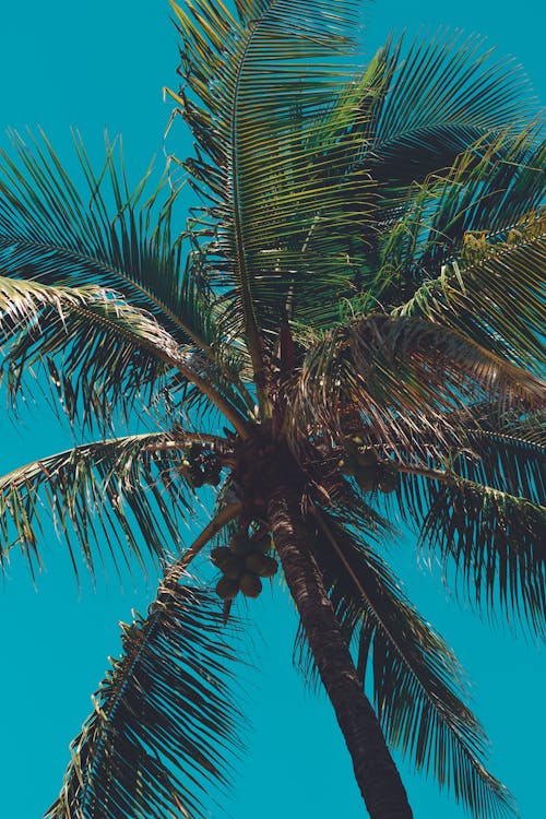 Gratis lagerfoto af blå himmel, grønne blade, kokostræ