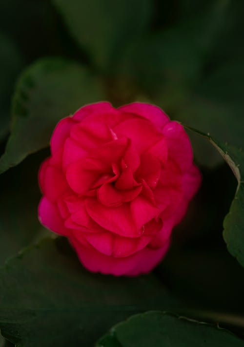 Fotobanka s bezplatnými fotkami na tému červená, flóra, kvet