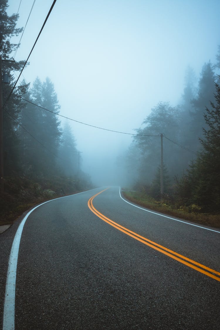 Foggy Road Between Trees