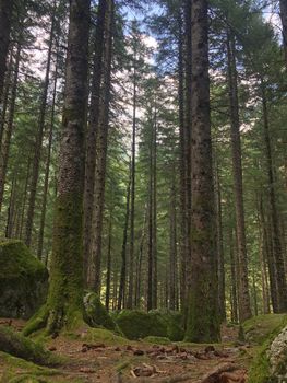 Tall trees and green moss create a tranquil forest scene in Val Masino, Italy.