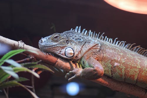 A Close-Up Shot of an Iguana