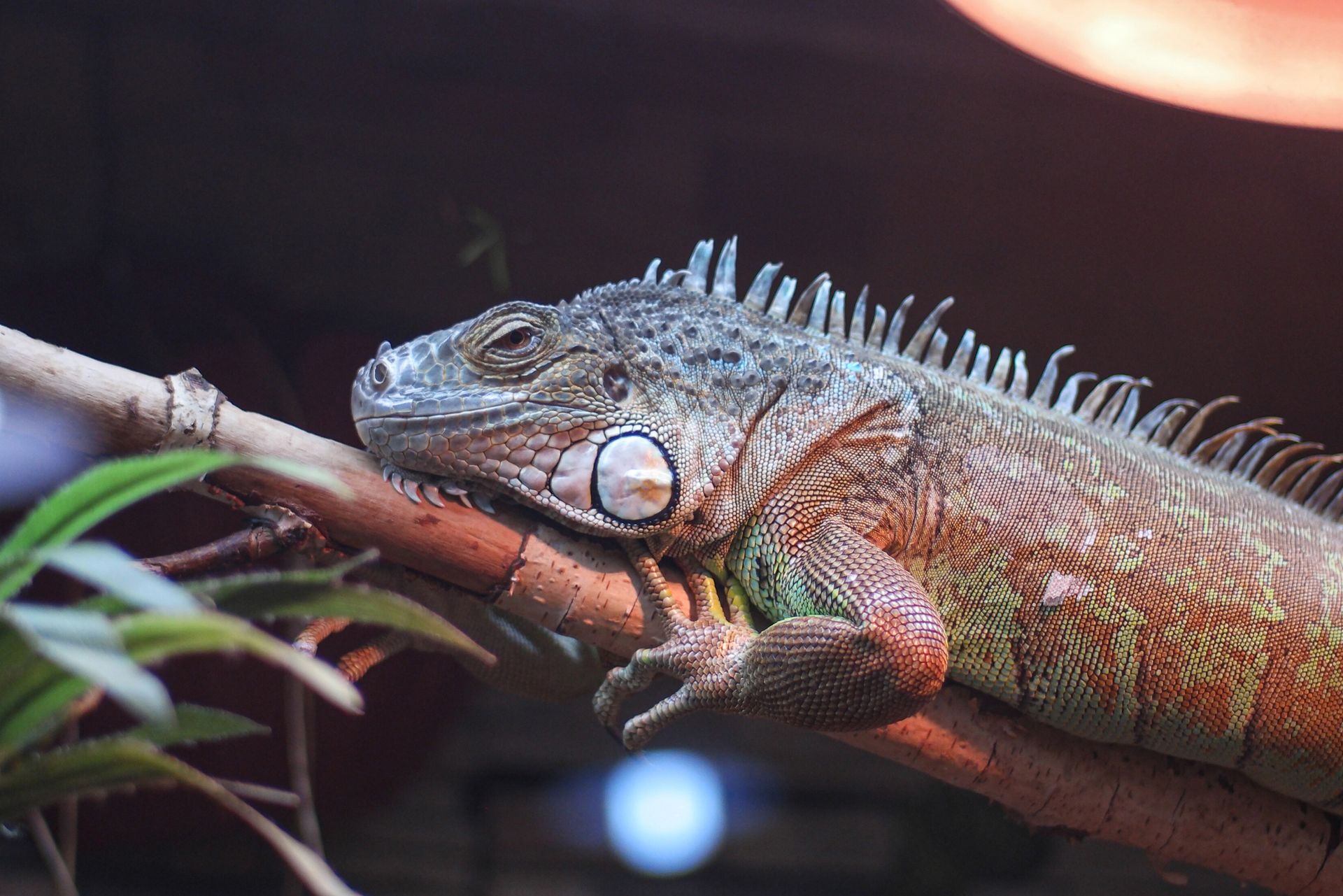 A Close-Up Shot of an Iguana