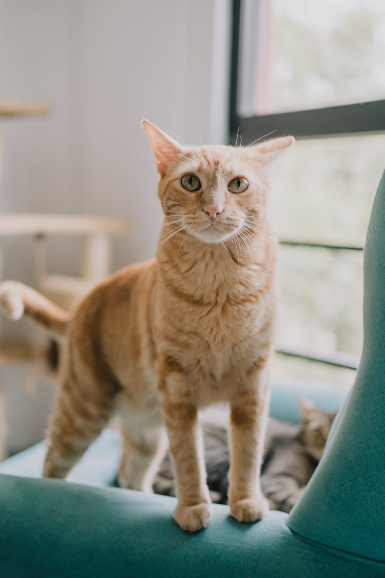 Ginger Cat On An Armchair 