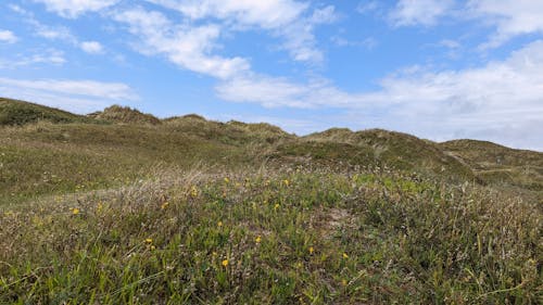 A Green Grass Field Under the Blue Sky and White Clouds