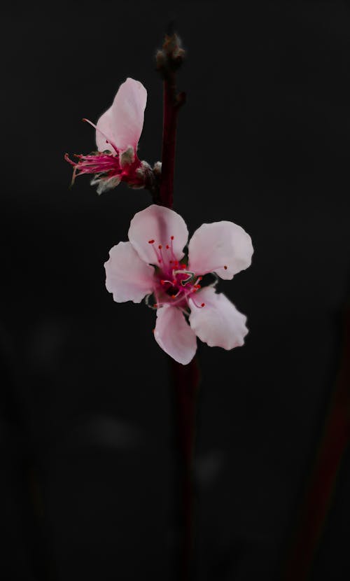Imagine de stoc gratuită din floare de piersic, floare frumoasă, floare roz