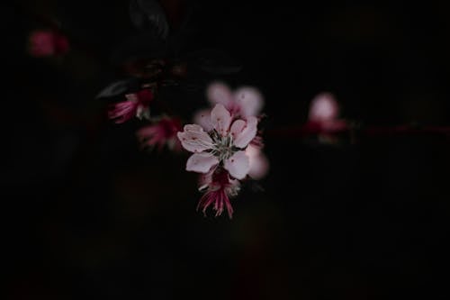 Free flower in dark Stock Photo