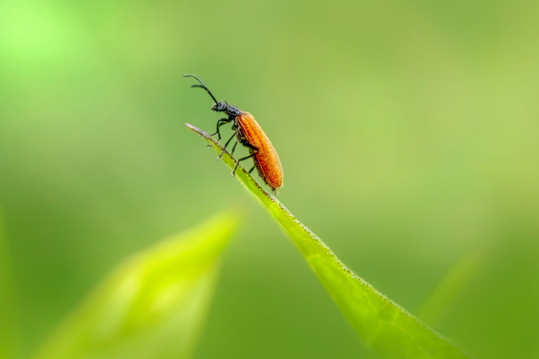 Macro shot of a beetle perched on a leaf, showcasing its intricate details against a blurred green background.