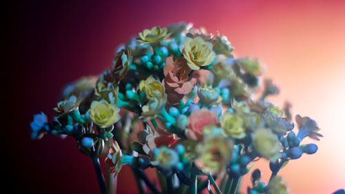 Free flower in F Stock Photo