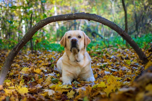 Labrador Retriever Lying on Fallen Leaves
