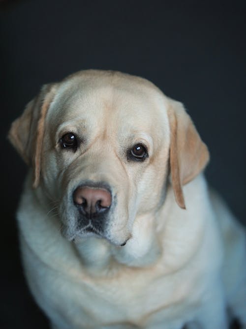 Close-Up Shot of a Labrador