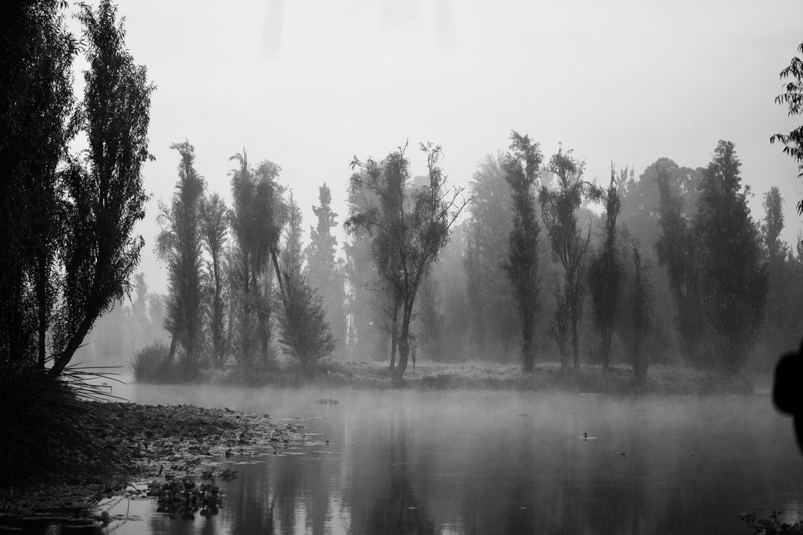 Grayscale Photo of Trees near Lake · Free Stock Photo
