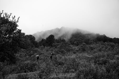 A Grayscale Photo of Trees on Mountain