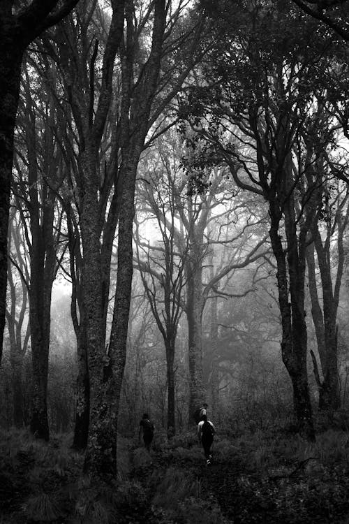 Fotos de stock gratuitas de arboles, blanco y negro, bosque