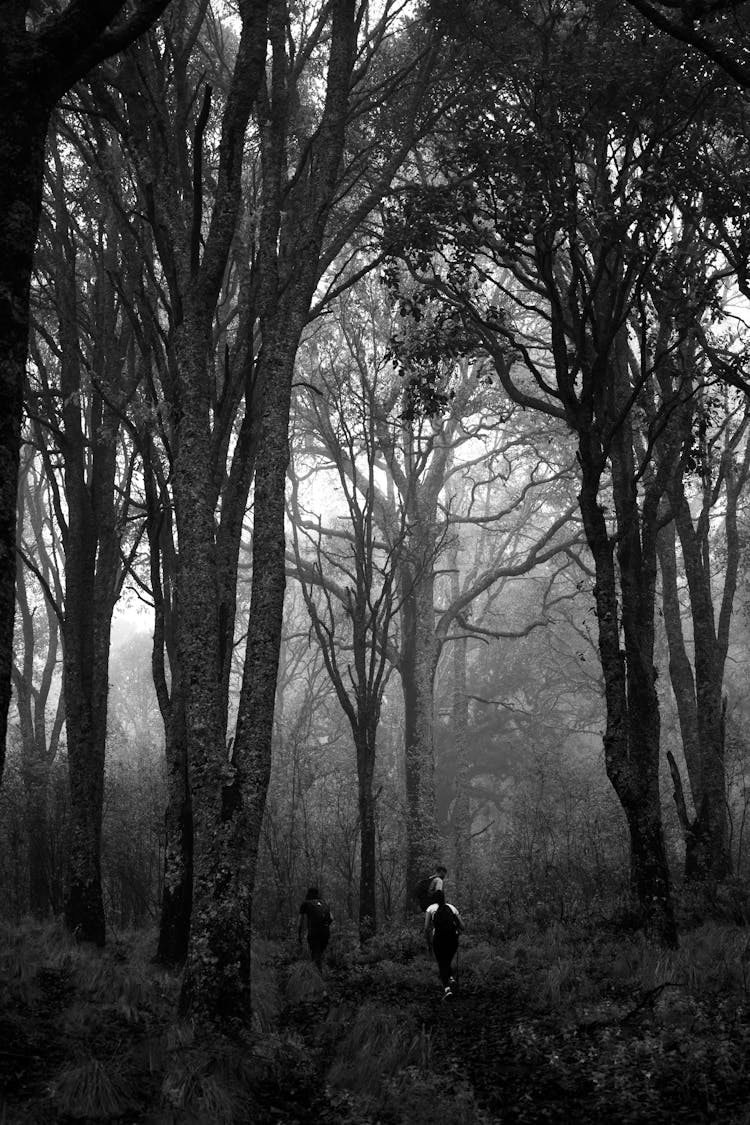 Black And White Photo Of People In The Forest