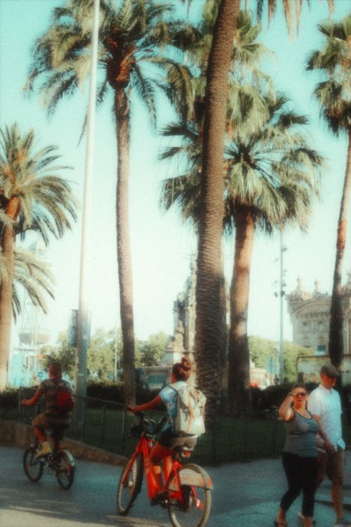 Free A vibrant scene in a city park with people biking and walking under palm trees on a sunny day. Stock Photo
