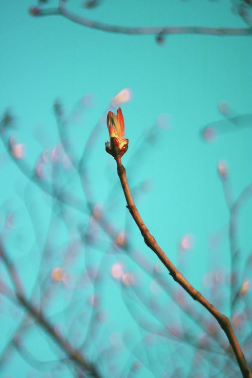 Close-up of a Bud on a Tree Branch 