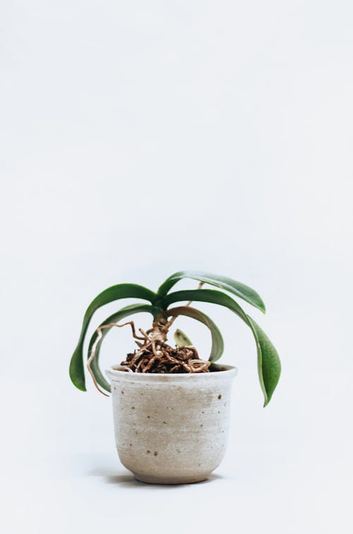 Free Green-leafed Orchid Plant on Pot Stock Photo