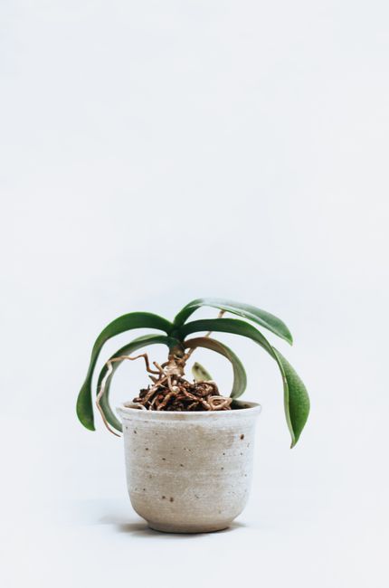 A minimalist orchid in a simple pot, perfect for modern interiors.