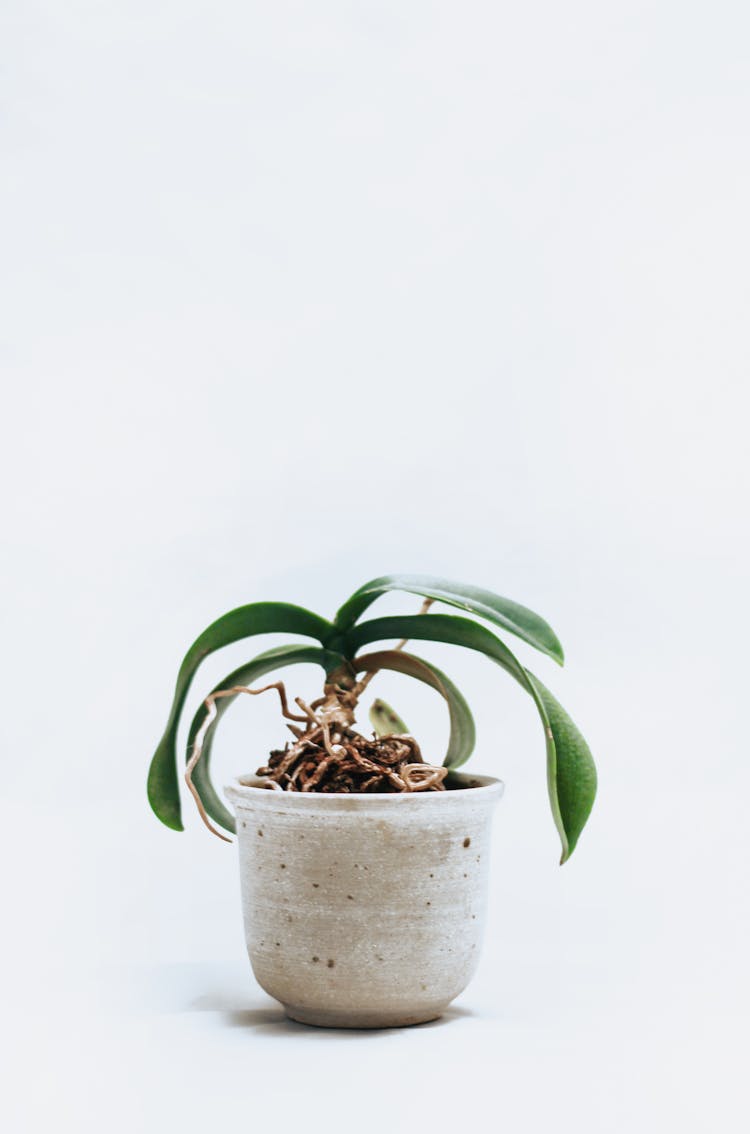 Green-leafed Orchid Plant On Pot