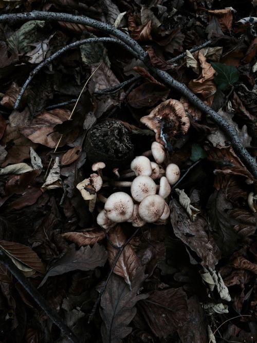 Free A cluster of mushrooms on a leafy forest floor in Istanbul, Turkey, during autumn. Stock Photo