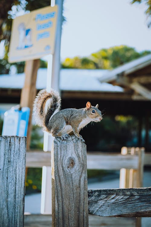 Brown Squirrel on Wooden Fence