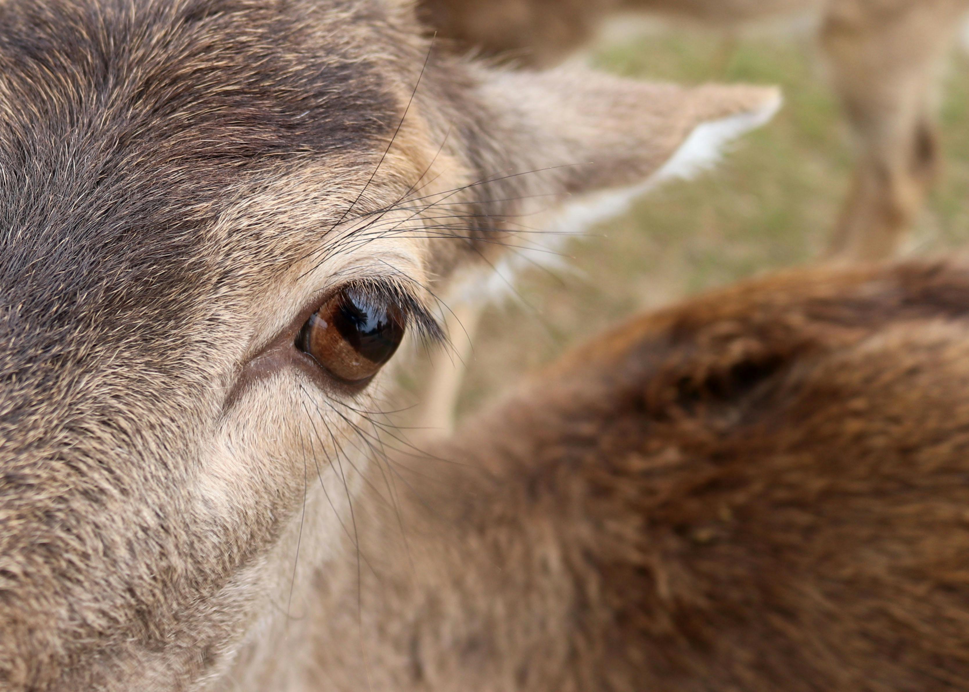 Free stock photo of animal, animals feeding, bison
