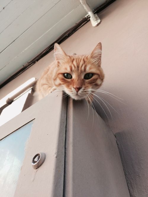 Free Adorable ginger tabby cat perched on a ledge, looking curious and playful. Stock Photo