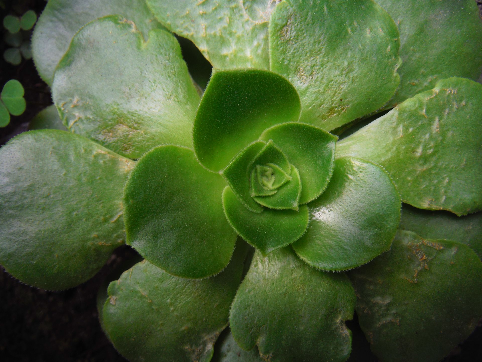 Detailed close-up of a vibrant green succulent plant showcasing its unique leaf pattern.