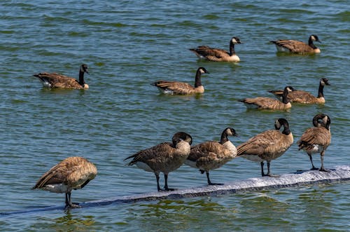 A Flock of Geese on the Water