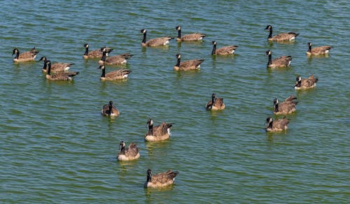 Flock of Geese on Water