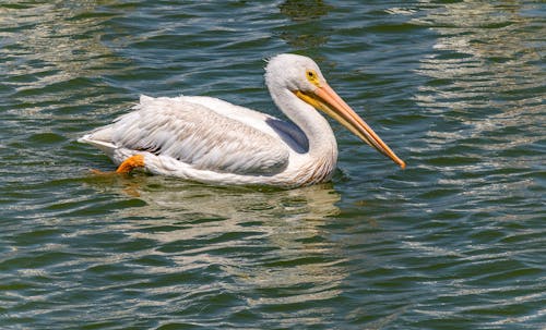 American White Pelican Floating on Body of Water