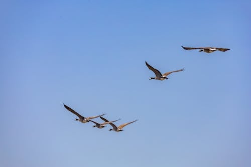 Flock of Geese Flying under a Clear Blue Sky 