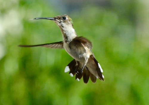 Brown Hummingbird Flying