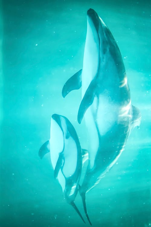 Dolphins in the Water