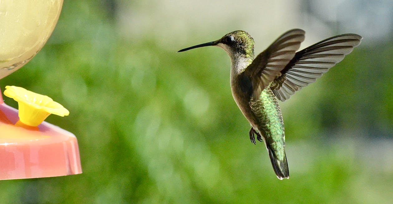 flying green hummingbird