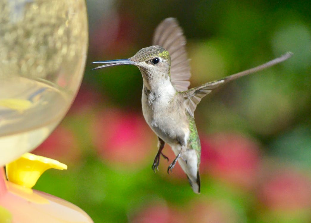 hummingbird and a flower