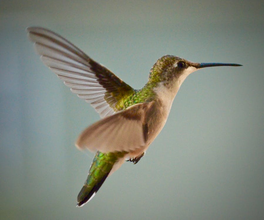 green hummingbird